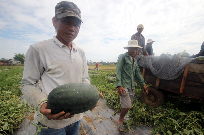 Cả nghìn tấn dưa hấu chín ứ đọng ngoài đồng ở Quảng Nam