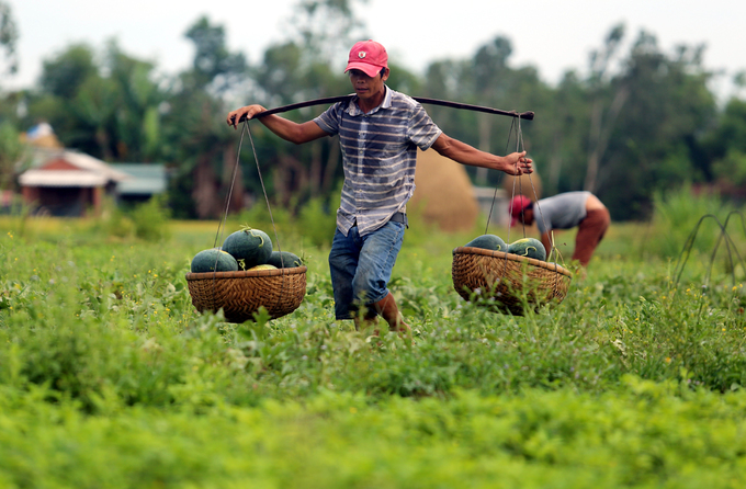 Cả nghìn tấn dưa hấu chín ứ đọng ngoài đồng ở Quảng Nam