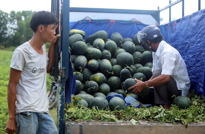 Cả nghìn tấn dưa hấu chín ứ đọng ngoài đồng ở Quảng Nam
