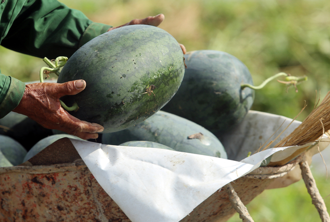 Cả nghìn tấn dưa hấu chín ứ đọng ngoài đồng ở Quảng Nam