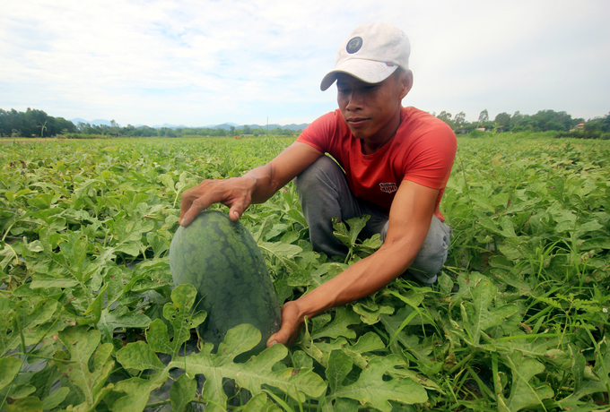 Cả nghìn tấn dưa hấu chín ứ đọng ngoài đồng ở Quảng Nam