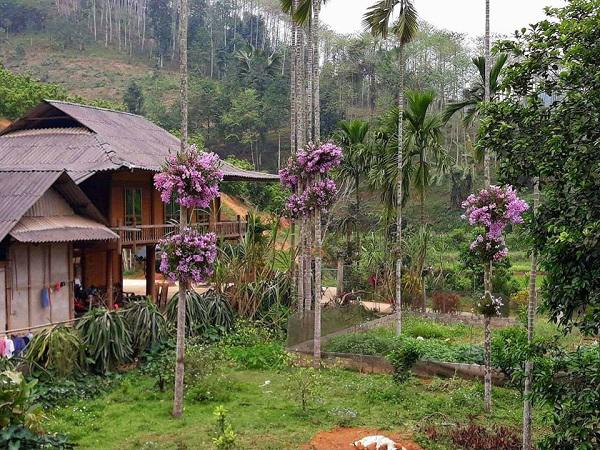 Lạ mà hay: Cho lan sống chung với cây cau, ngắm hoa đẹp ngỡ ngàng Lạ mà hay: Cho lan sống chung với cây cau, ngắm hoa đẹp ngỡ ngàng