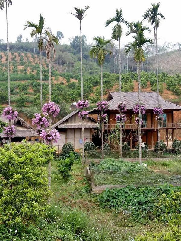 Lạ mà hay: Cho lan sống chung với cây cau, ngắm hoa đẹp ngỡ ngàng Lạ mà hay: Cho lan sống chung với cây cau, ngắm hoa đẹp ngỡ ngàng