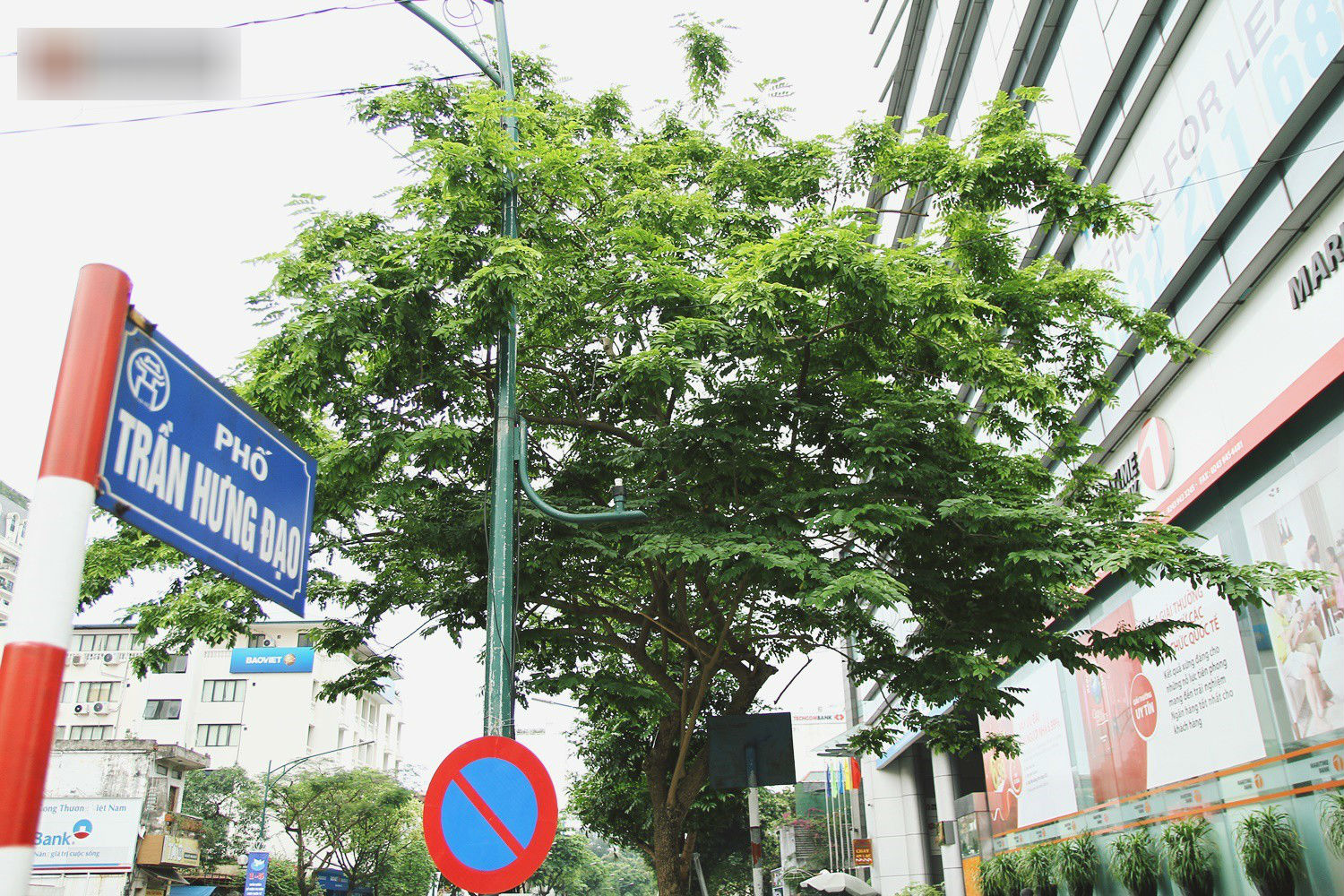 Người Hà Nội tiếc nuối hàng cây sưa quý hiếm chuẩn bị di dời để xây ga ngầm