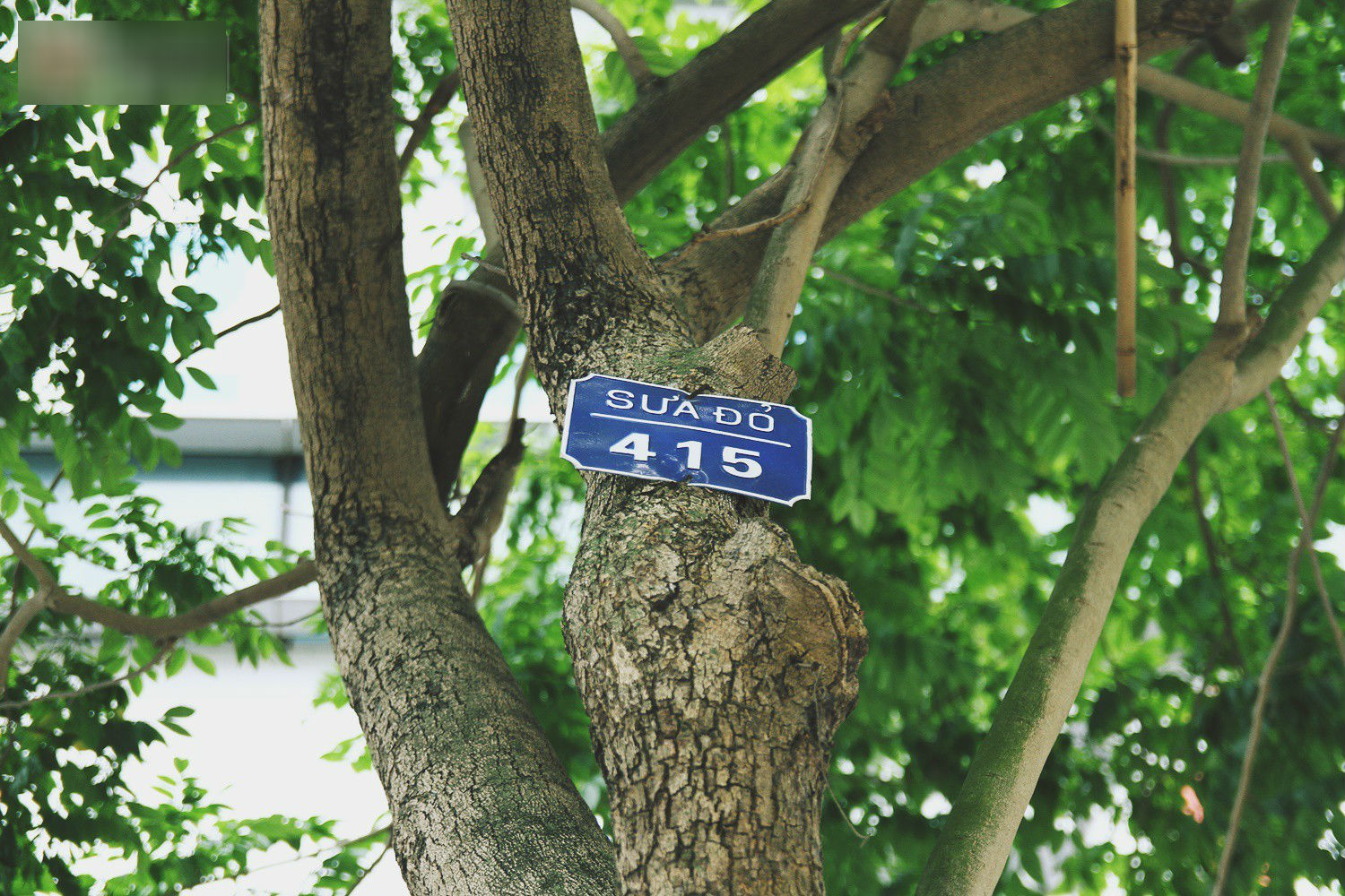 Người Hà Nội tiếc nuối hàng cây sưa quý hiếm chuẩn bị di dời để xây ga ngầm