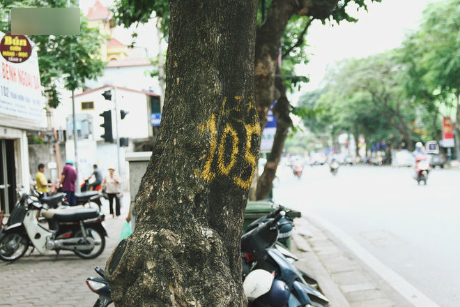 Người Hà Nội tiếc nuối hàng cây sưa quý hiếm chuẩn bị di dời để xây ga ngầm