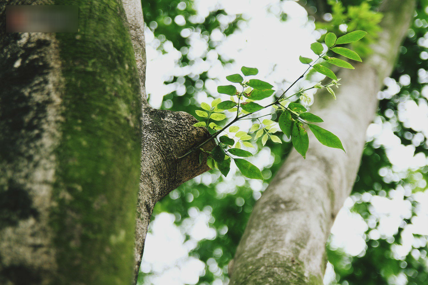 Người Hà Nội tiếc nuối hàng cây sưa quý hiếm chuẩn bị di dời để xây ga ngầm