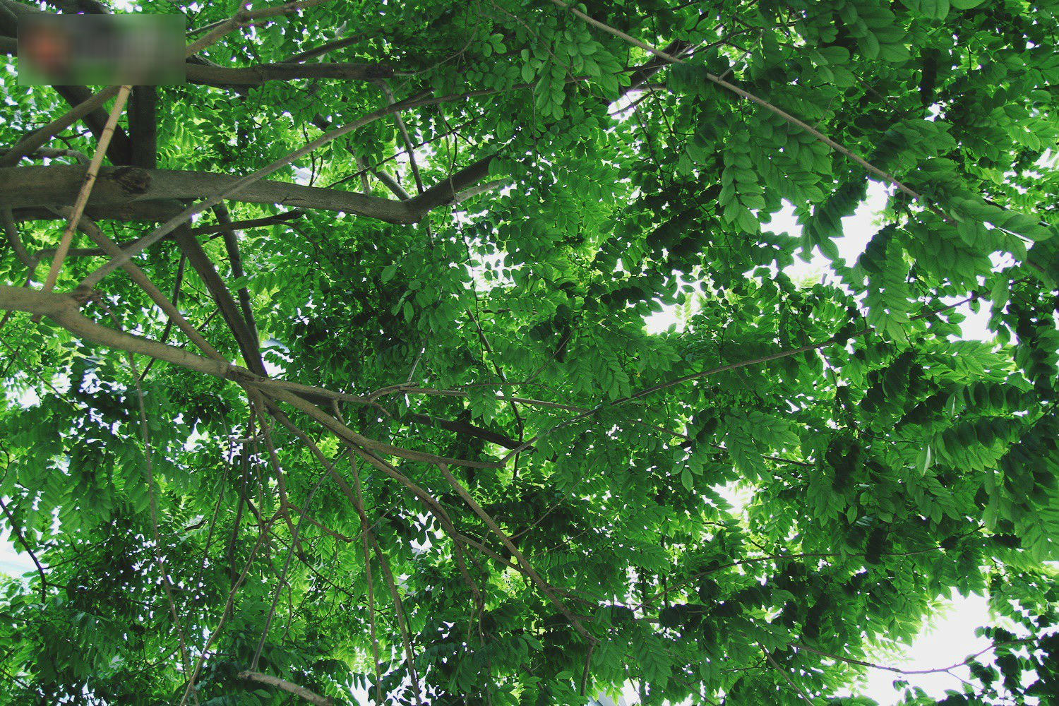 Người Hà Nội tiếc nuối hàng cây sưa quý hiếm chuẩn bị di dời để xây ga ngầm