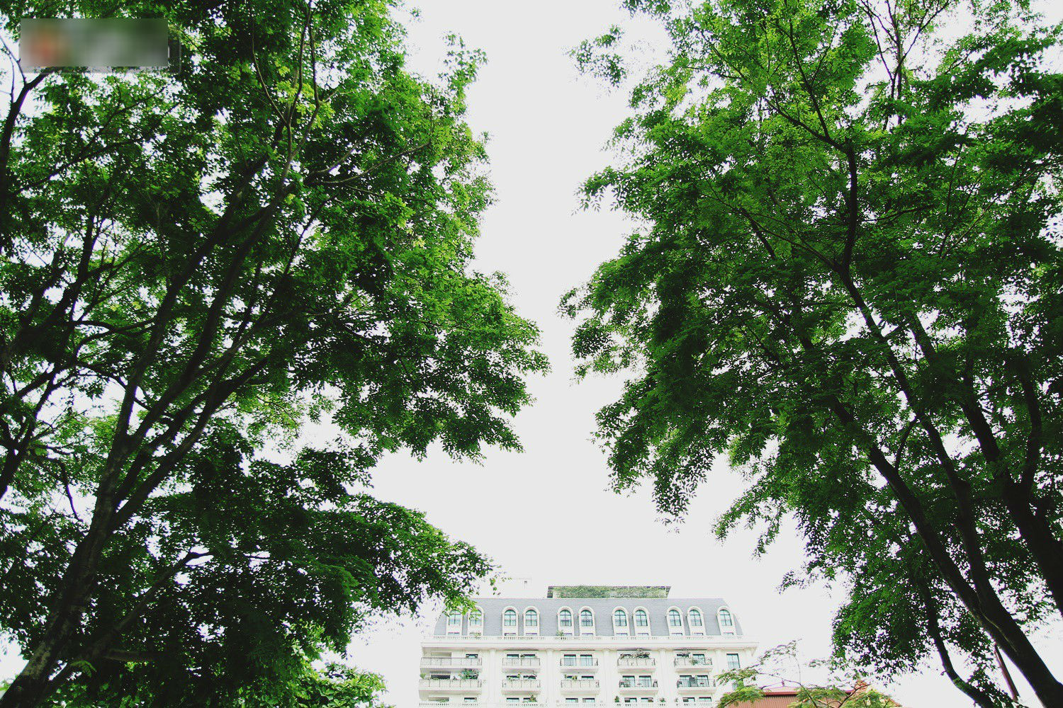 Người Hà Nội tiếc nuối hàng cây sưa quý hiếm chuẩn bị di dời để xây ga ngầm