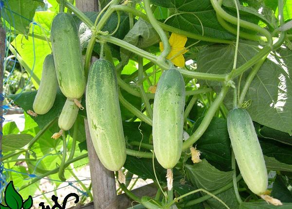 2 cách trồng dưa chuột sạch trong thùng xốp tại nhà cho quả sai lúc lỉu, ăn mỏi mồm 2 cách trồng dưa chuột sạch trong thùng xốp tại nhà cho quả sai lúc lỉu, ăn mỏi mồm