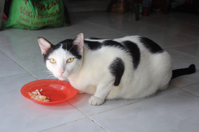 Vợ chồng nuôi chú mèo khổng lồ thông minh như người, sống như quý tộc