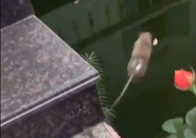 Clip: Tấm gương chuột trung kiên, thà chết chứ không chịu làm trò đùa cho chó