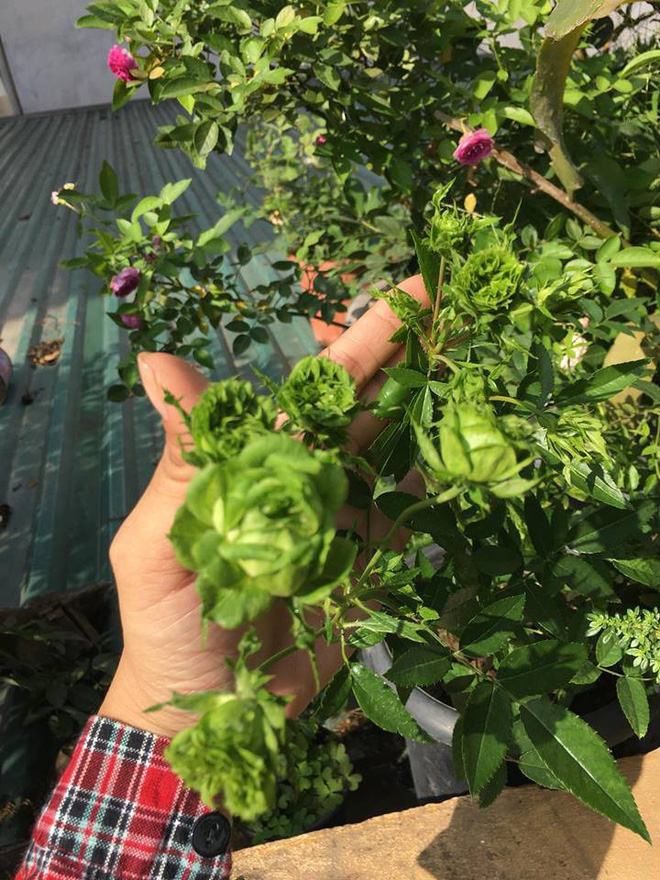 Cô gái khoe hoa hồng xanh lục đẹp kỳ dị, cư dân mạng phát sốt hỏi chỗ mua Cô gái khoe hoa hồng xanh lục đẹp kỳ dị, cư dân mạng phát sốt hỏi chỗ mua