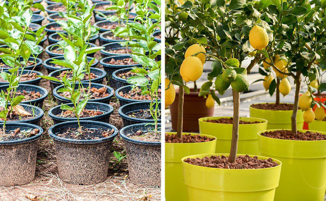 8 loại cây ăn quả có thể trồng từ hạt mà bạn nên trồng trong nhà mình 8 loại cây ăn quả có thể trồng từ hạt mà bạn nên trồng trong nhà mình