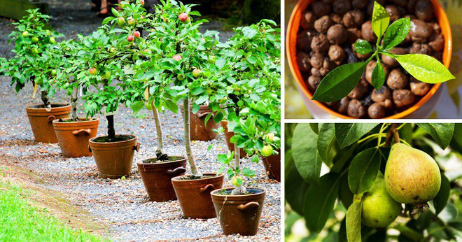 8 loại cây ăn quả có thể trồng từ hạt mà bạn nên trồng trong nhà mình 8 loại cây ăn quả có thể trồng từ hạt mà bạn nên trồng trong nhà mình