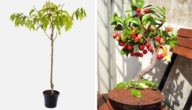 8 loại cây ăn quả có thể trồng từ hạt mà bạn nên trồng trong nhà mình 8 loại cây ăn quả có thể trồng từ hạt mà bạn nên trồng trong nhà mình