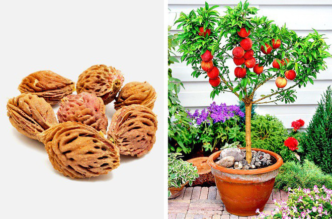 8 loại cây ăn quả có thể trồng từ hạt mà bạn nên trồng trong nhà mình 8 loại cây ăn quả có thể trồng từ hạt mà bạn nên trồng trong nhà mình