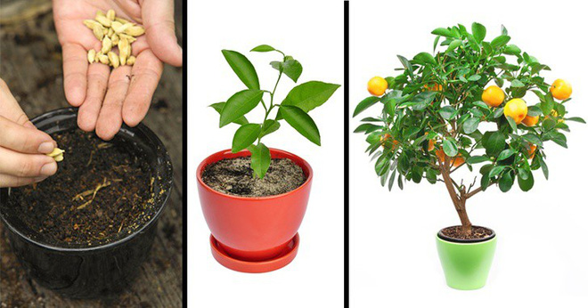 8 loại cây ăn quả có thể trồng từ hạt mà bạn nên trồng trong nhà mình 8 loại cây ăn quả có thể trồng từ hạt mà bạn nên trồng trong nhà mình