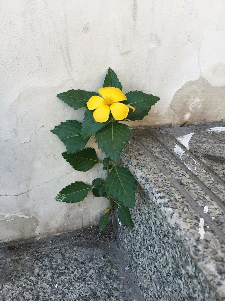 49 ngày sau thảm họa, chung cư Carina đang dần hồi sinh