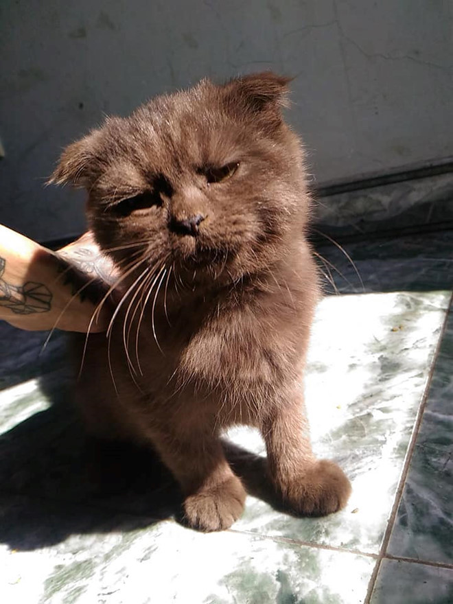 Chú mèo Đầu Đất ở Hải Phòng hút fan nhờ vẻ ngoài đanh đá, khó gần