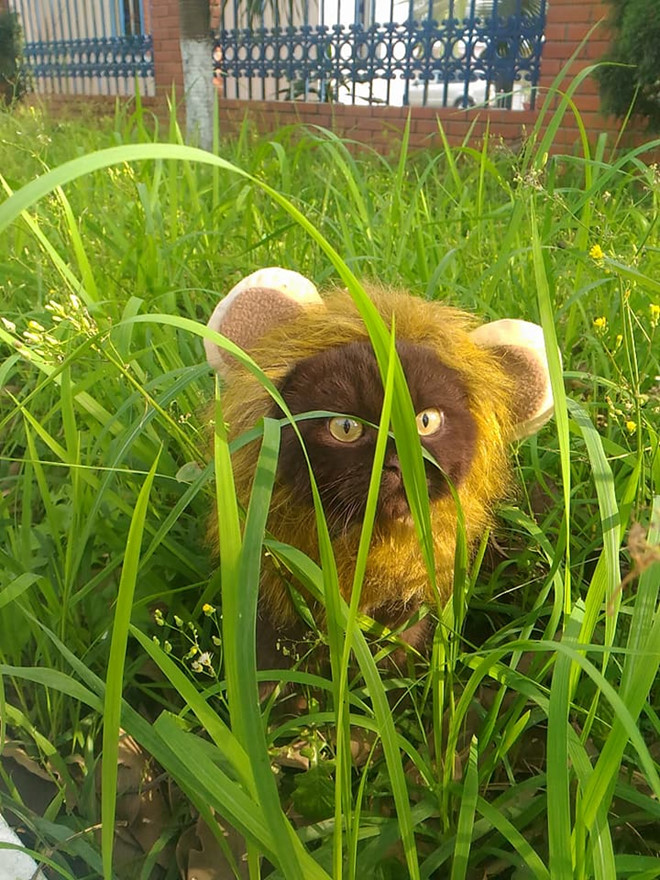 Chú mèo Đầu Đất ở Hải Phòng hút fan nhờ vẻ ngoài đanh đá, khó gần