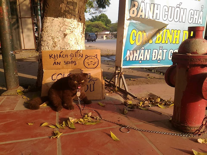 Chú mèo Đầu Đất ở Hải Phòng hút fan nhờ vẻ ngoài đanh đá, khó gần