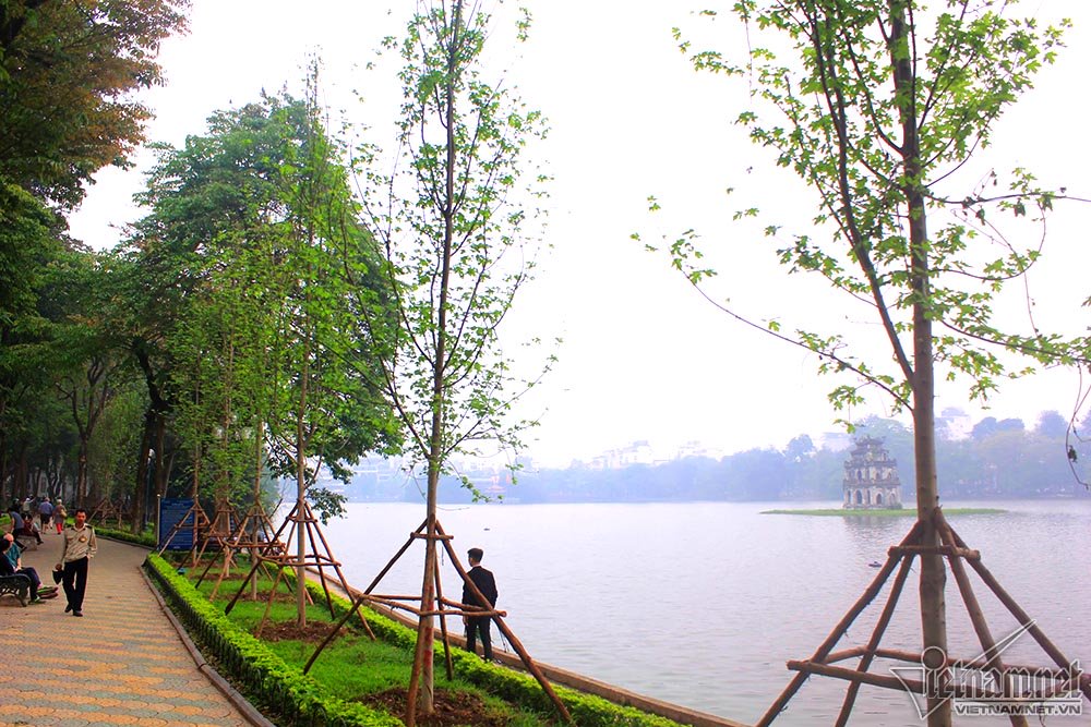 Triệu người thay đổi suy nghĩ khi Hà Nội rợp bóng cây này