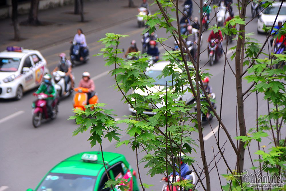 Triệu người thay đổi suy nghĩ khi Hà Nội rợp bóng cây này