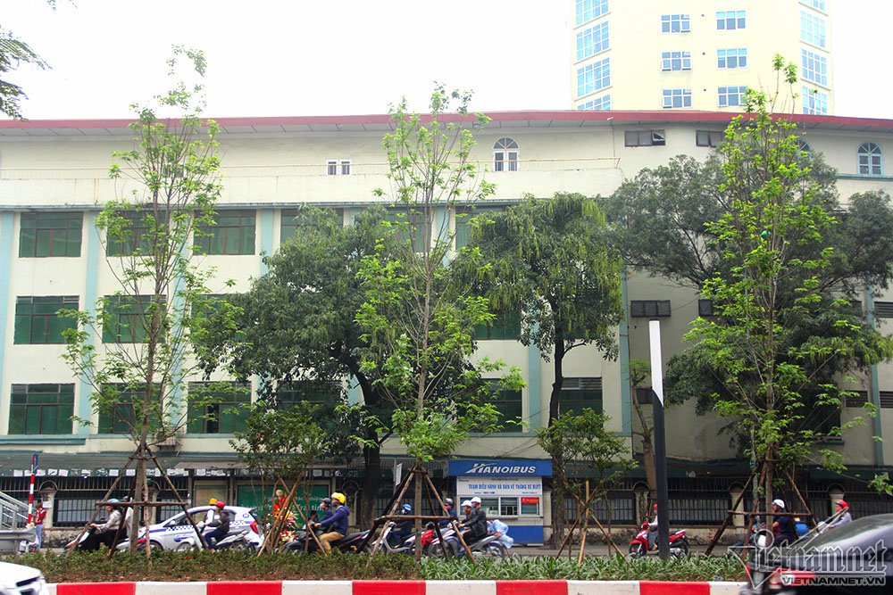 Triệu người thay đổi suy nghĩ khi Hà Nội rợp bóng cây này
