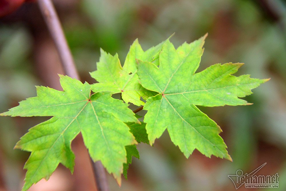 Triệu người thay đổi suy nghĩ khi Hà Nội rợp bóng cây này