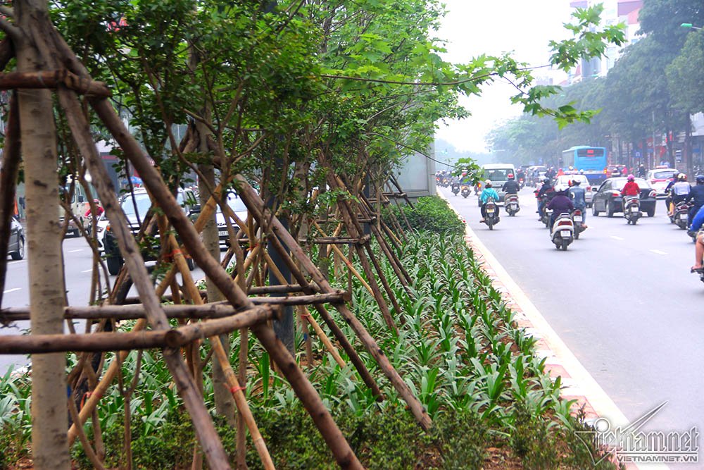 Triệu người thay đổi suy nghĩ khi Hà Nội rợp bóng cây này Triệu người thay đổi suy nghĩ khi Hà Nội rợp bóng cây này