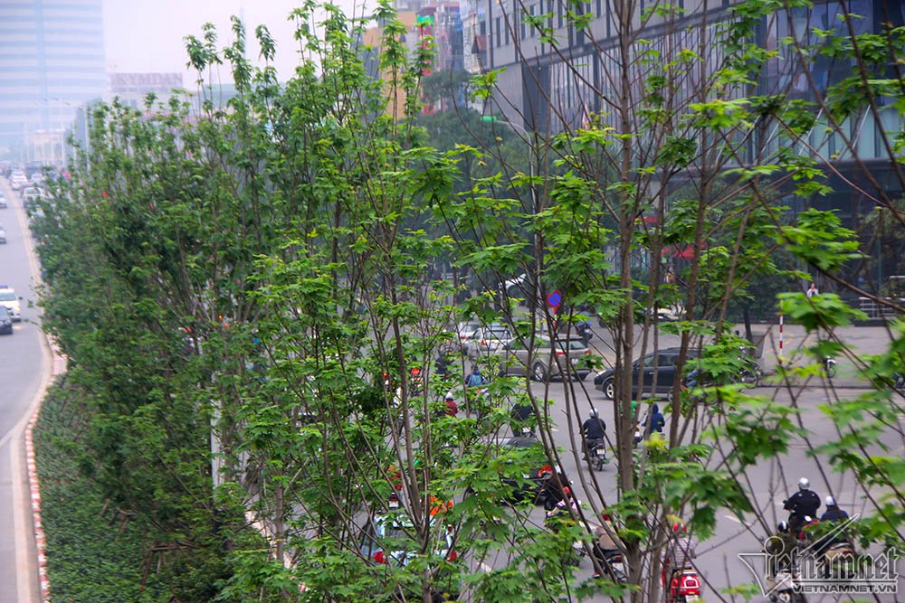Triệu người thay đổi suy nghĩ khi Hà Nội rợp bóng cây này