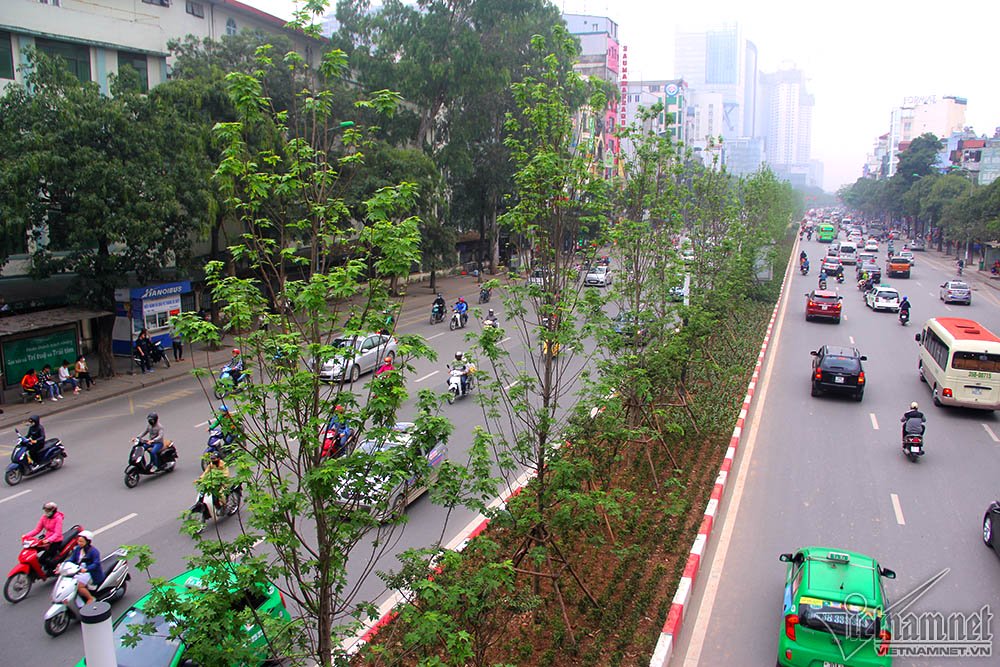 Triệu người thay đổi suy nghĩ khi Hà Nội rợp bóng cây này
