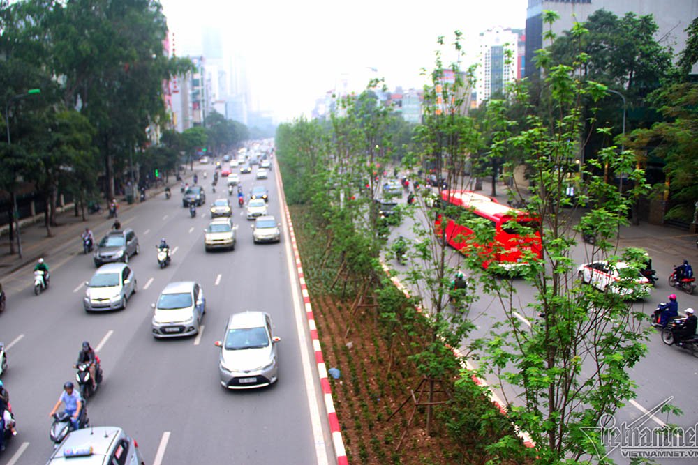 Triệu người thay đổi suy nghĩ khi Hà Nội rợp bóng cây này