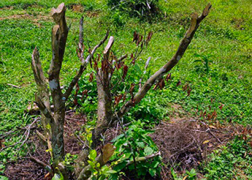 250 gốc cam đặc sản ở Hà Tĩnh bị kẻ xấu chặt hạ