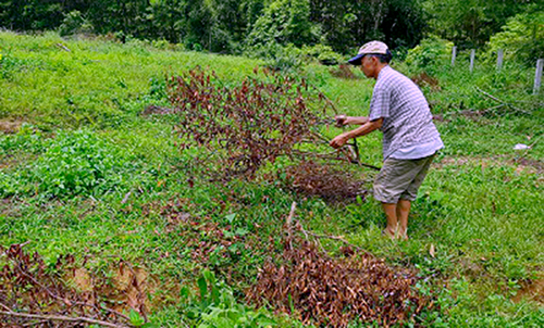 250 gốc cam đặc sản ở Hà Tĩnh bị kẻ xấu chặt hạ