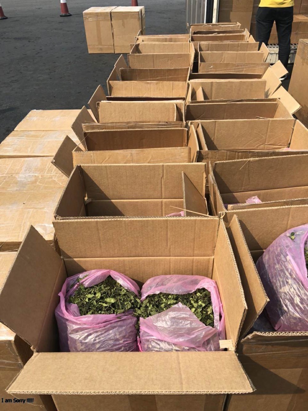 Giải mã lá khát - loại ma túy mạnh gấp 500 lần thông thường vừa nhập lậu vào cảng Hải Phòng