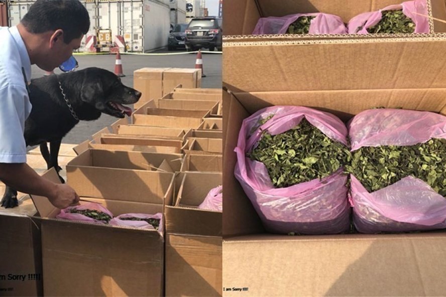 Giải mã lá khát - loại ma túy mạnh gấp 500 lần thông thường vừa nhập lậu vào cảng Hải Phòng