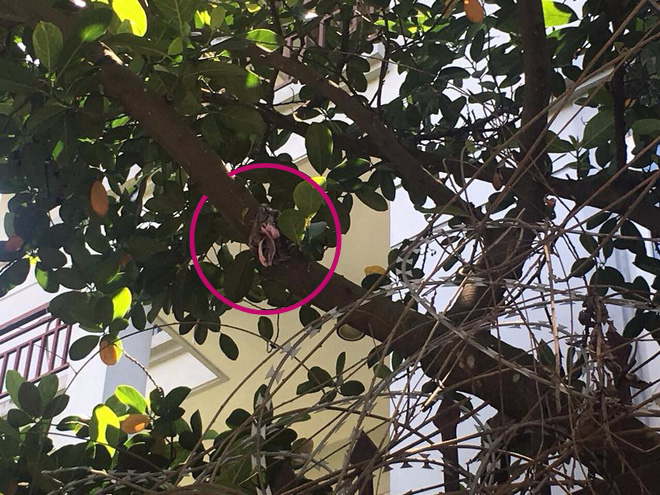 Vụ tài xế Mai Linh bị hành hung: Hàng xóm và người mua lại cửa hàng của tài xế Mercedes lên mạng cầu cứu vì bị ném chất thải