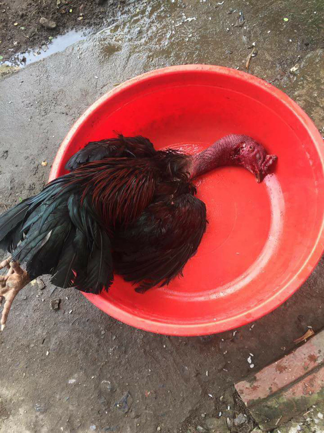 Cười đau ruột với cuộc chiến sinh tử của vợ và bồ nhí lắm lông trị giá 15 triệu của chồng