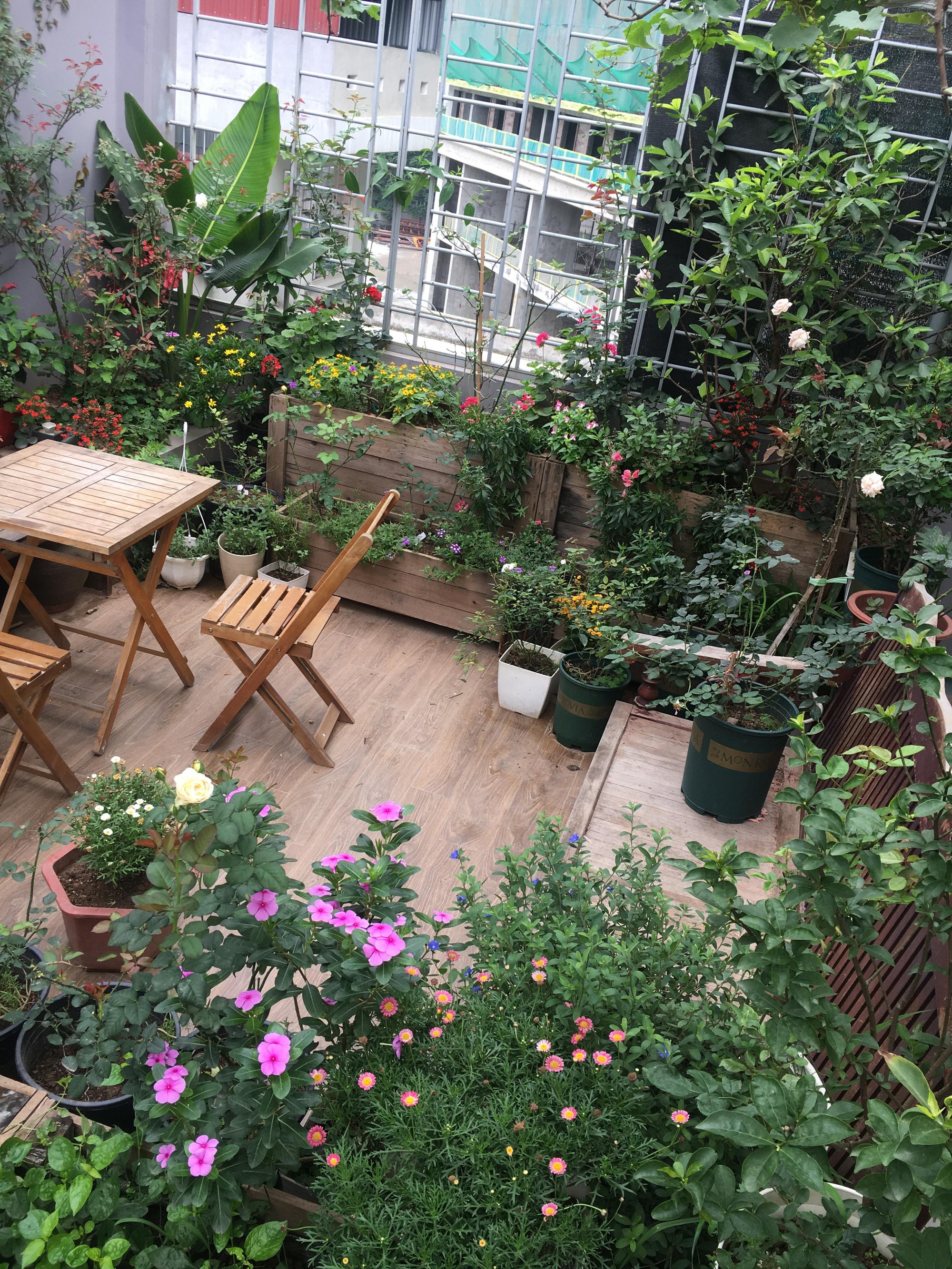 Khu vườn sân thượng trồng cho vui mà cây nào cũng thắm hoa trĩu quả của bà mẹ 8x mát tay