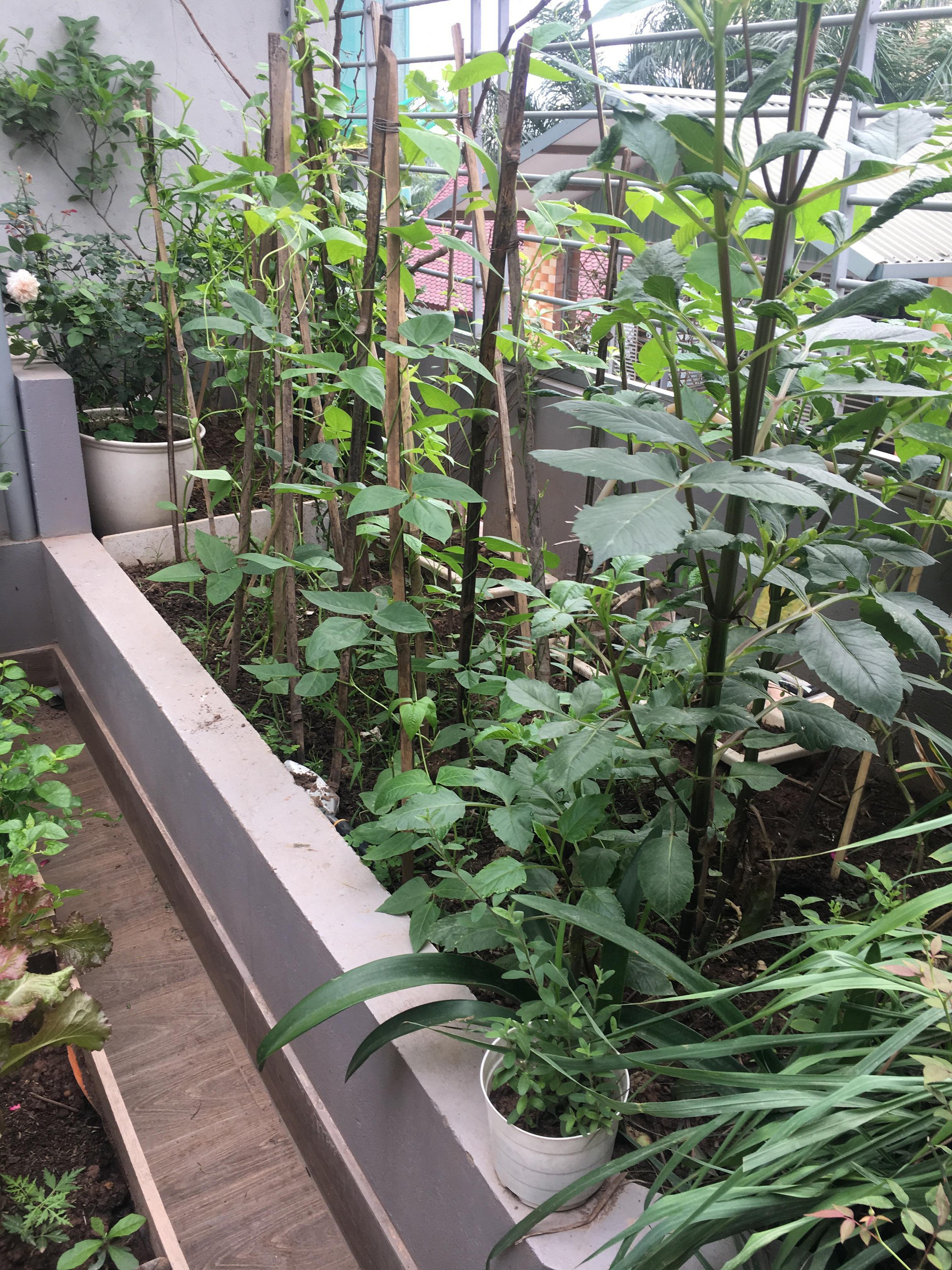 Khu vườn sân thượng trồng cho vui mà cây nào cũng thắm hoa trĩu quả của bà mẹ 8x mát tay