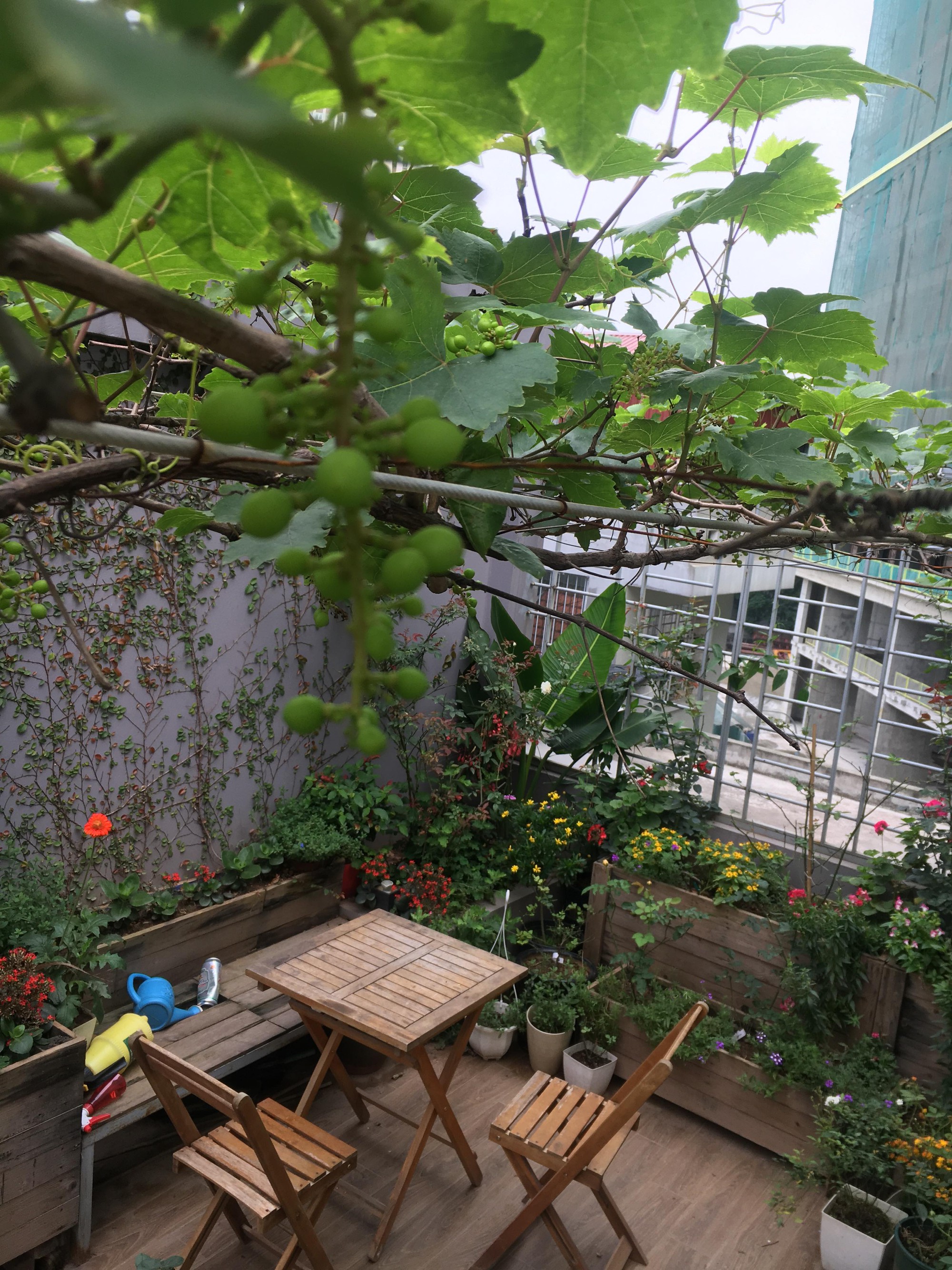 Khu vườn sân thượng trồng cho vui mà cây nào cũng thắm hoa trĩu quả của bà mẹ 8x mát tay