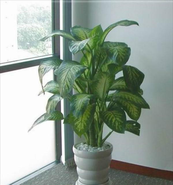 Trồng cây vạn niên thanh phải biết ý nghĩa phong thuỷ đặc biệt này của nó!