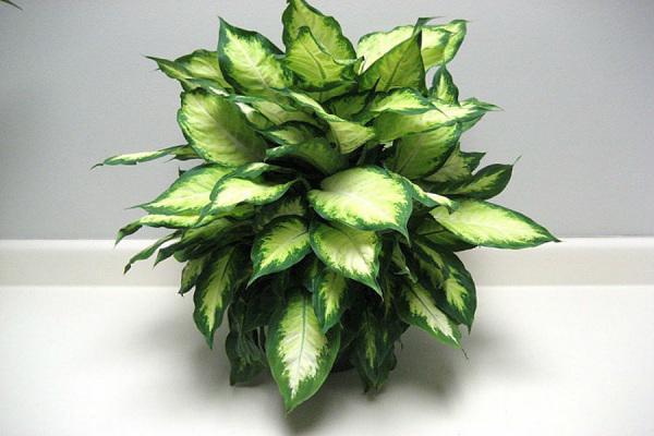 Trồng cây vạn niên thanh phải biết ý nghĩa phong thuỷ đặc biệt này của nó! Trồng cây vạn niên thanh phải biết ý nghĩa phong thuỷ đặc biệt này của nó!
