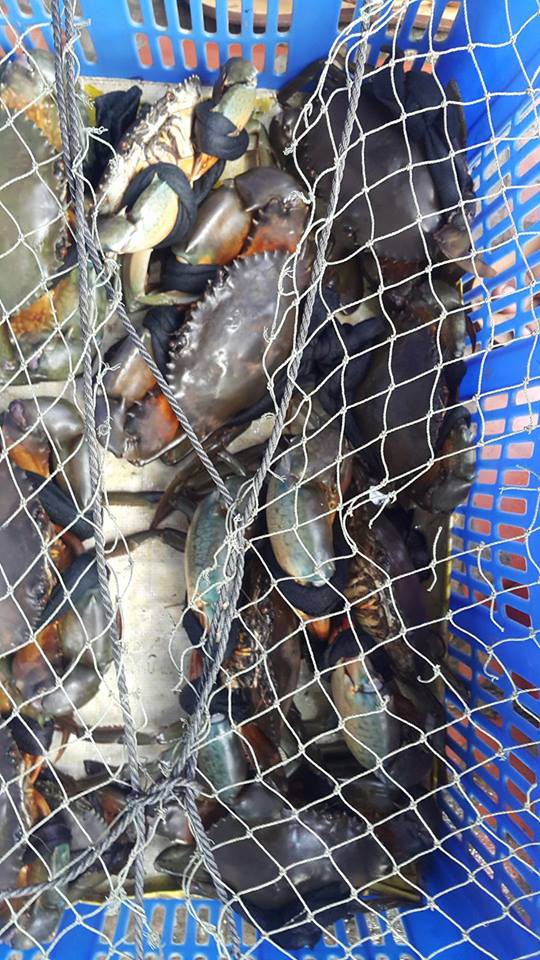 1,4kg cua thì dây nặng 7 lạng, đây đích thị là giao dịch mua dây tặng cua hời nhất thế giới rồi