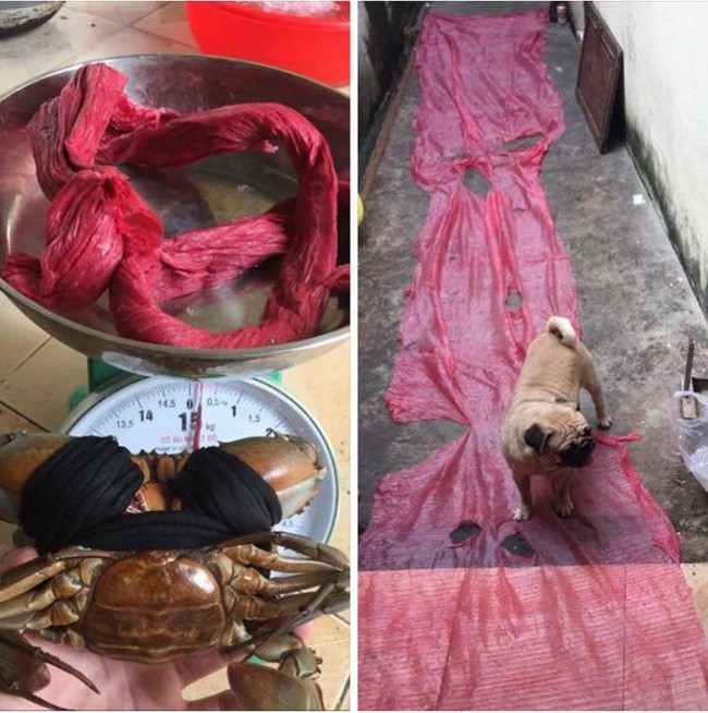 1,4kg cua thì dây nặng 7 lạng, đây đích thị là giao dịch mua dây tặng cua hời nhất thế giới rồi