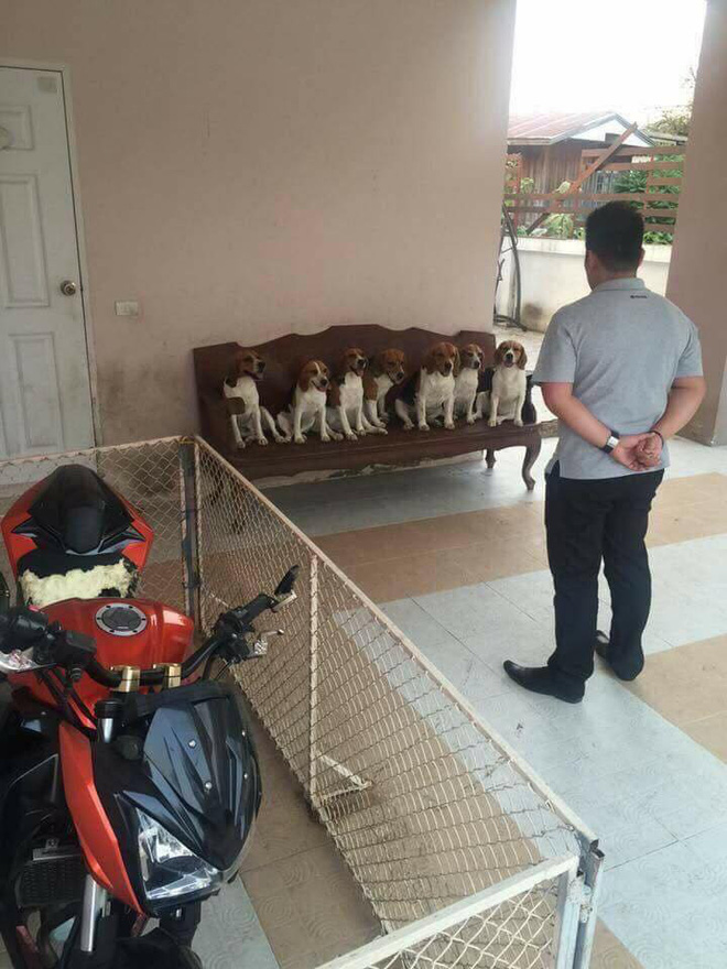 Quây xe trong rào sắt, khổ chủ dở khóc dở cười vì vẫn bị đàn chó... phá tan xe Quây xe trong rào sắt, khổ chủ dở khóc dở cười vì vẫn bị đàn chó... phá tan xe