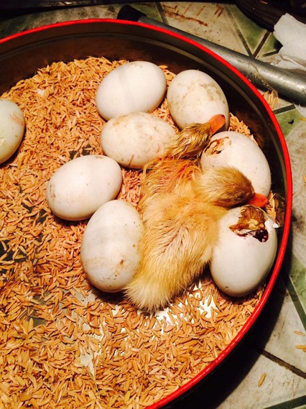 Mua trứng vịt lộn về ăn trong ngày nóng khủng khiếp, cô gái bất đắc dĩ trở thành vịt mẹ