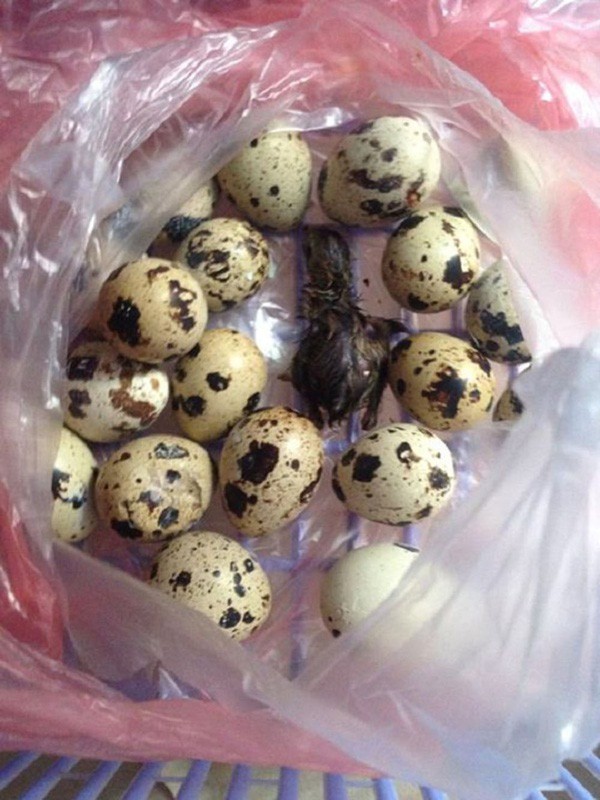 Mua trứng vịt lộn về ăn trong ngày nóng khủng khiếp, cô gái bất đắc dĩ trở thành vịt mẹ